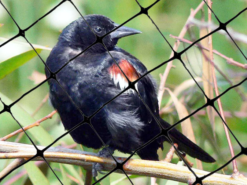 anti bird nets in bangalore