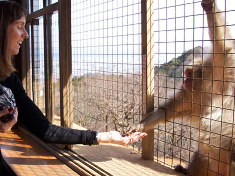 anti monkey net for balcony