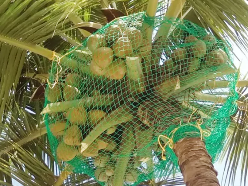 coconut safety nets bangalore