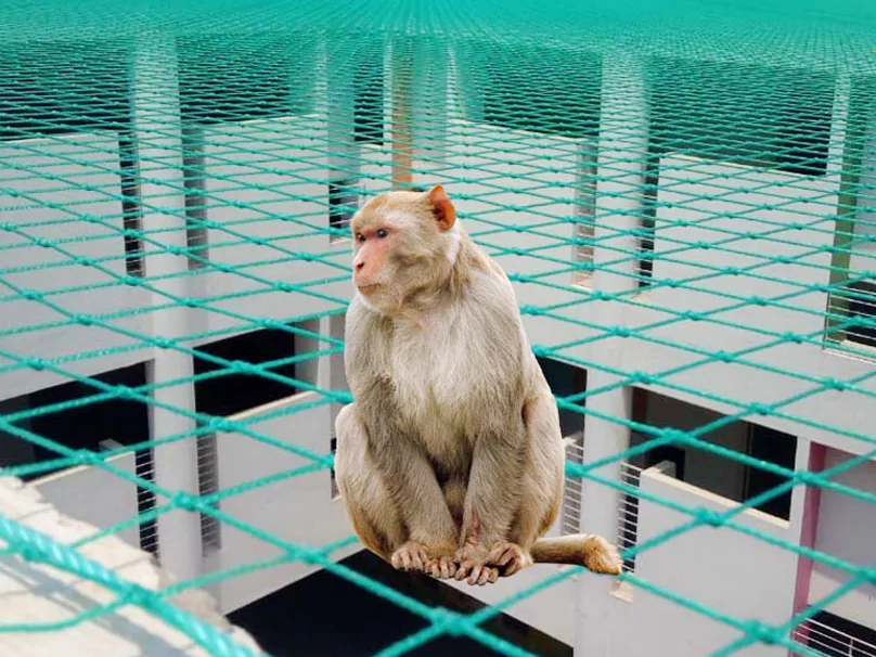 monkey safety nets bangalore